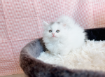 Enzo - Munchkin Cat For Sale - Staten Island, NY, US