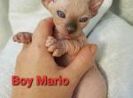 Boy Mario - Sphynx Cat For Sale - Lockport, IL, US