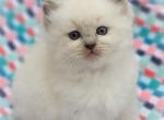 Blue point - Ragdoll Cat For Sale - Farmville, VA, US