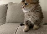 sam and samuel - Scottish Straight Kitten For Sale - Glendale, CA, US