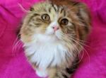 Sugar - Scottish Fold Cat For Sale - New York, NY, US