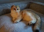 PONNA - British Shorthair Cat For Sale - San Mateo, CA, US