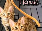 The Honeymooners Litter Trixie - Bengal Cat For Sale - Bronx, NY, US