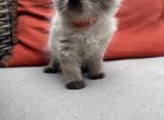 lilly - Himalayan Cat For Sale - Mount Prospect, IL, US