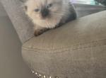 blanca - Himalayan Cat For Sale - Mount Prospect, IL, US