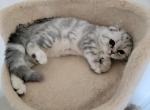 Sandra4 - Scottish Fold Cat For Sale - Philadelphia, PA, US