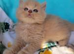 Max - Scottish Straight Cat For Sale - New York, NY, US