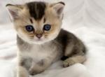 British kittens 3 - British Shorthair Cat For Sale - New York, NY, US