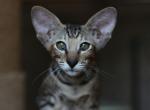 Lili - Oriental Cat For Sale - Brooklyn, NY, US