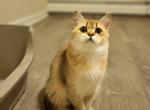 Aurora - Scottish Straight Cat For Sale - Levittown, PA, US