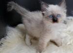 TICA registered Seal Point Mitted Ragdoll boy - Ragdoll Cat For Sale - Daytona Beach, FL, US