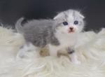 Scottish Fold Kilt Female - Scottish Fold Cat For Sale - Daytona Beach, FL, US