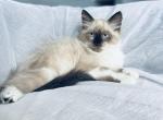 Nala AVAILABLE - Ragdoll Cat For Sale - Mount Vernon, WA, US