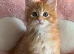 Camilla - Maine Coon Cat For Sale - Manchester Township, NJ, US