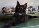 Pablo - Maine Coon Cat For Sale - Santa Maria, CA, US