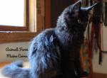 Ophelia - Maine Coon Cat For Sale - Santa Maria, CA, US