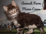 Roxie - Maine Coon Cat For Sale - Santa Maria, CA, US
