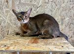 Cindy - Abyssinian Cat For Sale - Odesa, Odessa Oblast, UA