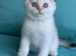 Tom - Scottish Fold Cat For Sale - Monroe, WA, US