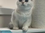 Adel - Scottish Straight Cat For Sale - Monroe, WA, US