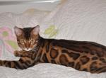 Sunlight Bengals - Bengal Cat For Sale - Chicago, IL, US