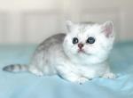 Located in LA boy Easter silver british shorthair - British Shorthair Cat For Sale - CA, US