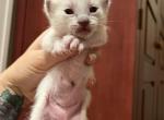 Male Seal Point Orange - Siamese Cat For Sale - New York, NY, US