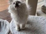 BUTTERMILK - Ragdoll Cat For Sale - Brookings, OR, US