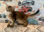 Lotos - Somali Cat For Sale - Odesa, Odessa Oblast, UA