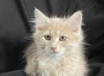Cream Tabby Male Maine Coon sold pending pick up - Maine Coon Cat For Sale - Marshalltown, IA, US
