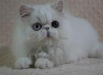 Leon - Persian Cat For Sale - Hollywood, FL, US