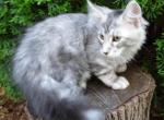 Silver 3m old boy - Maine Coon Cat For Sale - Bridgewater Township, NJ, US