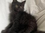 Black Smoke Female Maine Coon Available Sept 3 - Maine Coon Cat For Sale - Marshalltown, IA, US