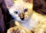 Figaro Silver Snow Lynx Male 1 - Bengal Cat For Sale - Bradner, OH, US