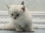 Gatsby CFA certified - Siberian Cat For Sale - Ashburn, VA, US