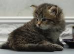 Griffin CFA certified - Siberian Cat For Sale - Ashburn, VA, US