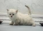 Giselle of Romanov Dynasty - Siberian Cat For Sale - Ashburn, VA, US