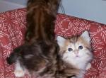 Sophie - Siberian Cat For Sale - Chelsea, MA, US