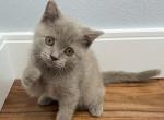 Scottish Straight Male Kitten - Scottish Fold Cat For Sale - Auburn, WA, US