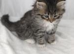 Pete - Siberian Cat For Sale - North Port, FL, US