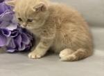 Tiger - Scottish Straight Cat For Sale - North Richland Hills, TX, US