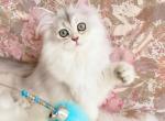 KEVIN - British Shorthair Cat For Sale - Brooklyn, NY, US