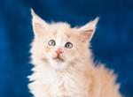 Freddy - Maine Coon Cat For Sale - Brooklyn, NY, US