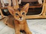 Philipo - Abyssinian Cat For Sale - Norwalk, CT, US