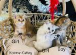 Scottish straight by Cattery - Scottish Straight Cat For Sale - New Prague, MN, US