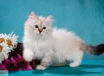 Whitney Houston - Siberian Cat For Sale - Norwalk, CT, US