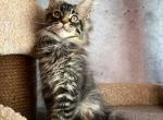 Nais Polidact - Maine Coon Cat For Sale - Norwalk, CT, US