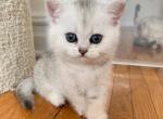 Tina - British Shorthair Cat For Sale - Brooklyn, NY, US