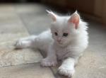 White Polydactyl Male - Maine Coon Cat For Sale - OH, US