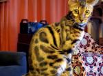 Pandora Brown Rosetted - Bengal Cat For Sale - Bradner, OH, US